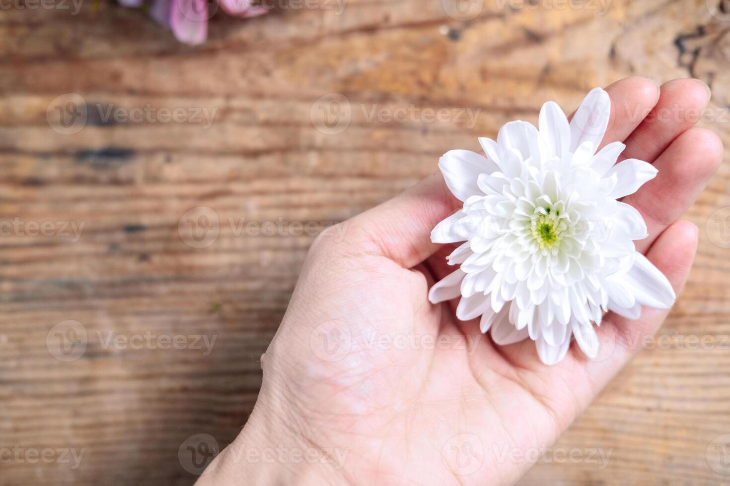 chrysanthemum bud in hands on a wooden background. Delicate frame with white flower photo