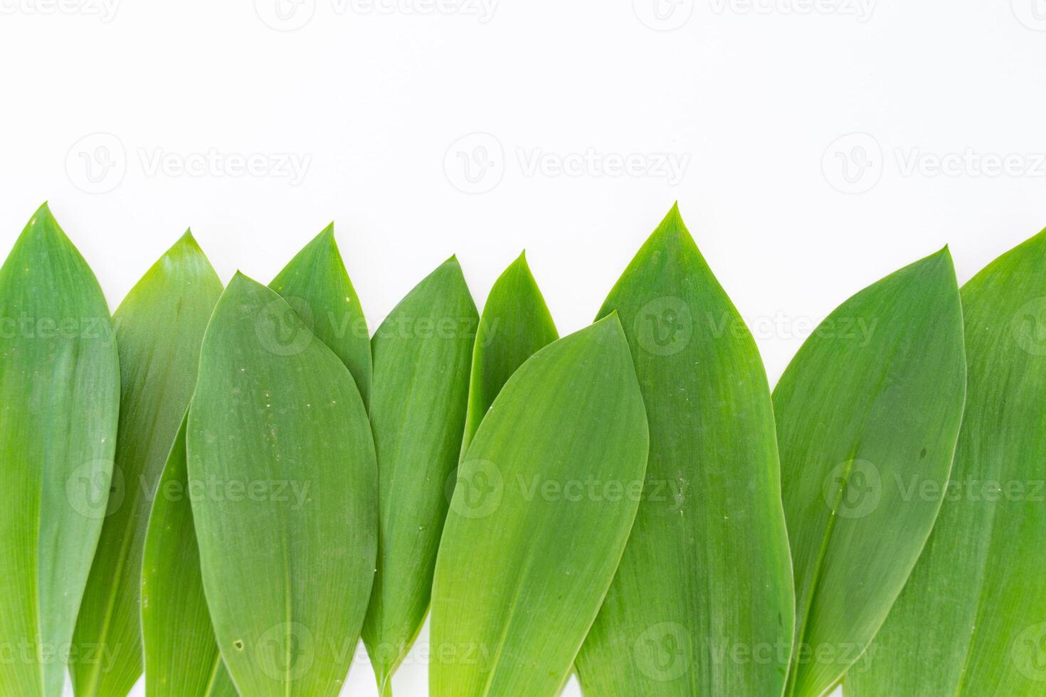 Floral leaves. Lily of the valley flower on white background photo