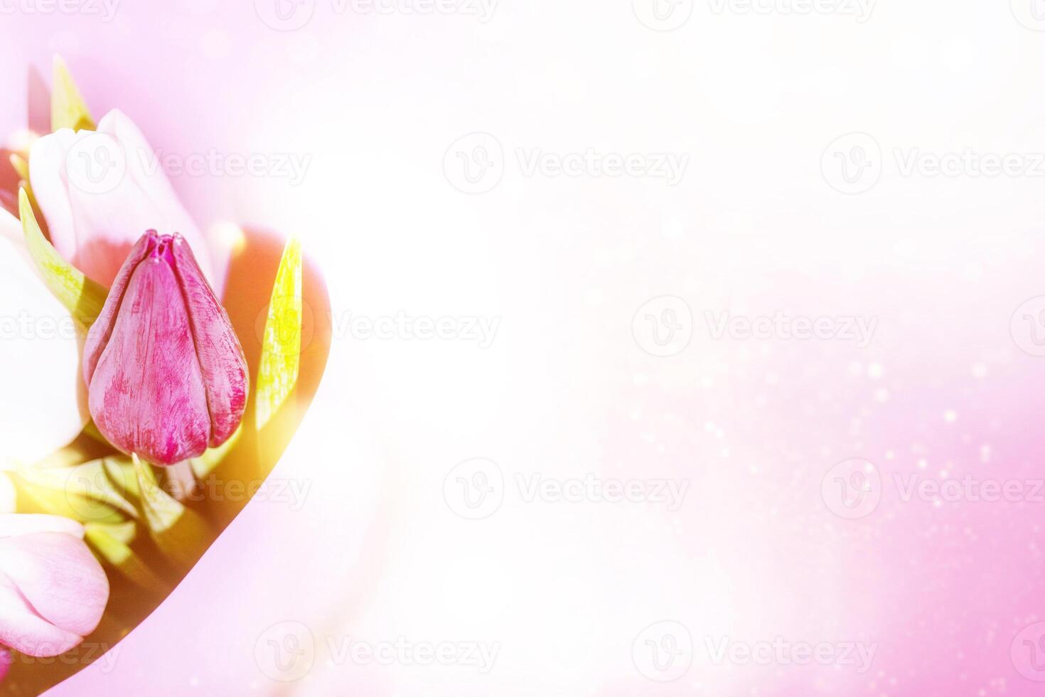 bouquet. Beautiful tulip flowers on colorful background photo