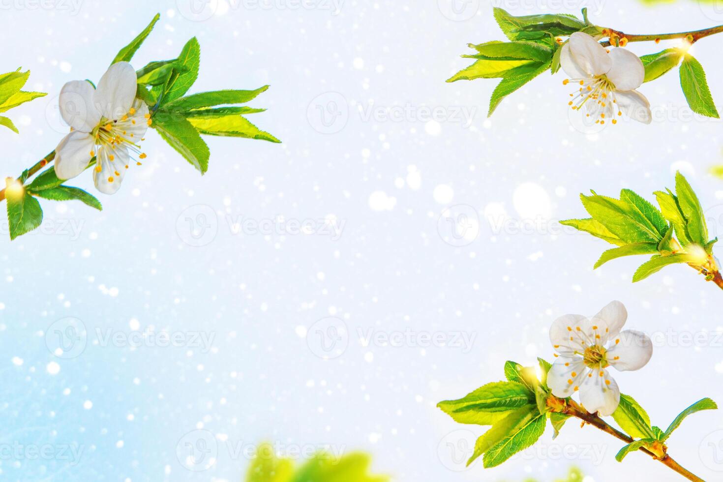 natural floral background. Blossoming branch cherry. Bright colorful spring flowers photo