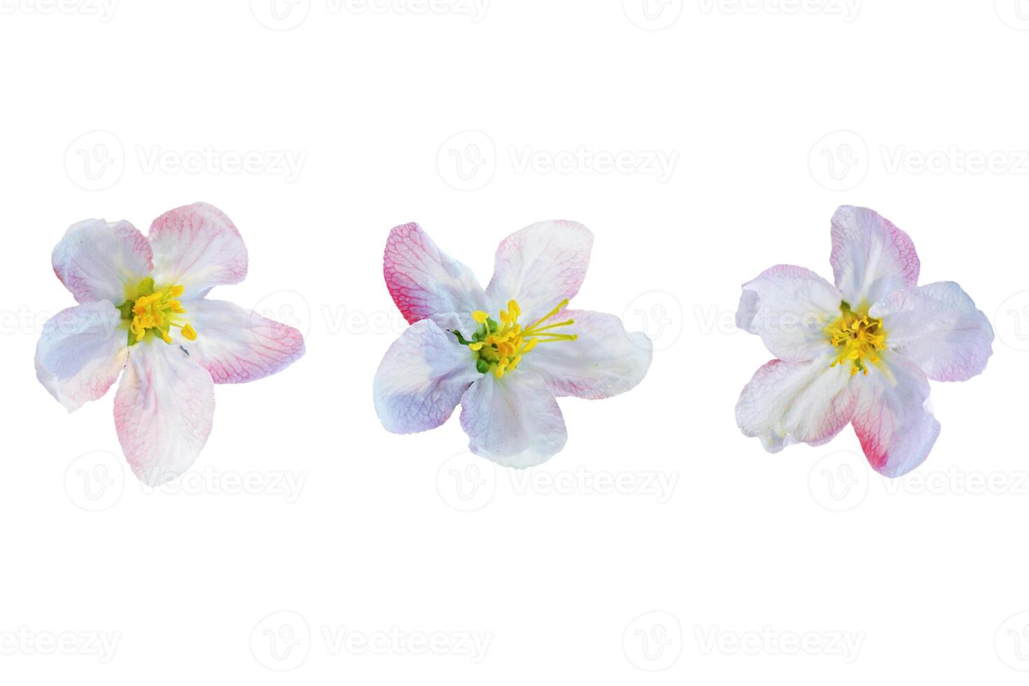 Flowering apple isolated on a white background. photo