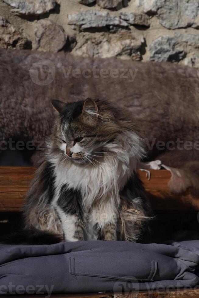 Clos eup of cat outside photo