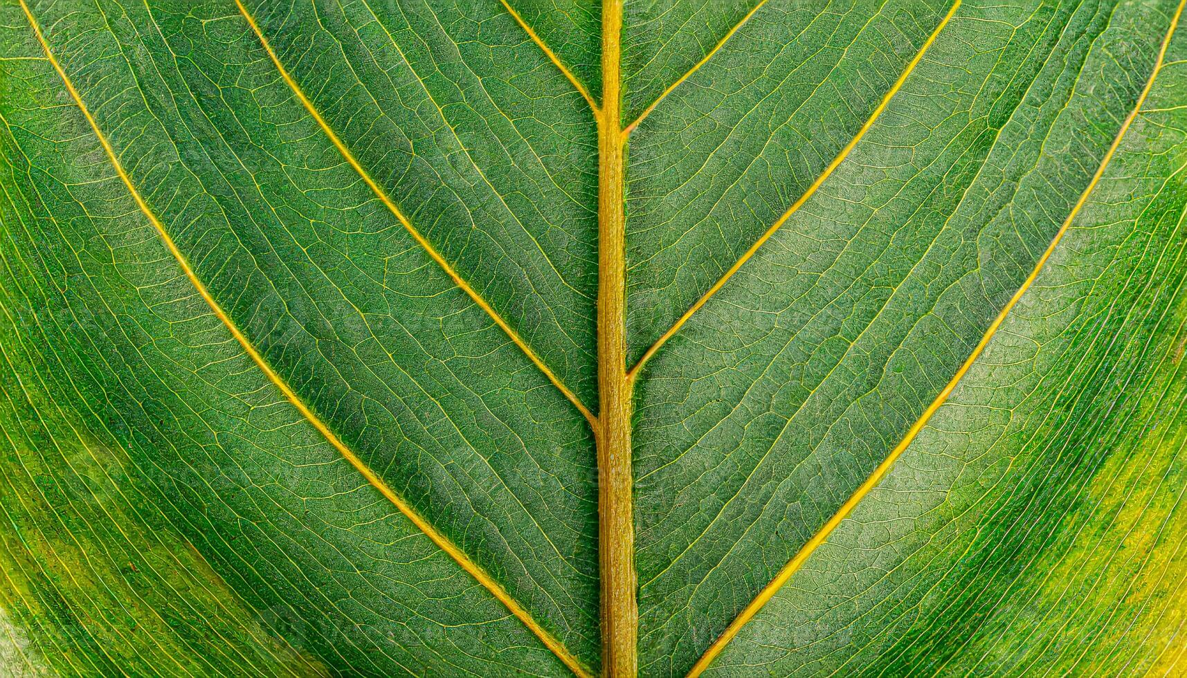 AI generated Light green texture of leaf with yellow veins,Generated Image photo