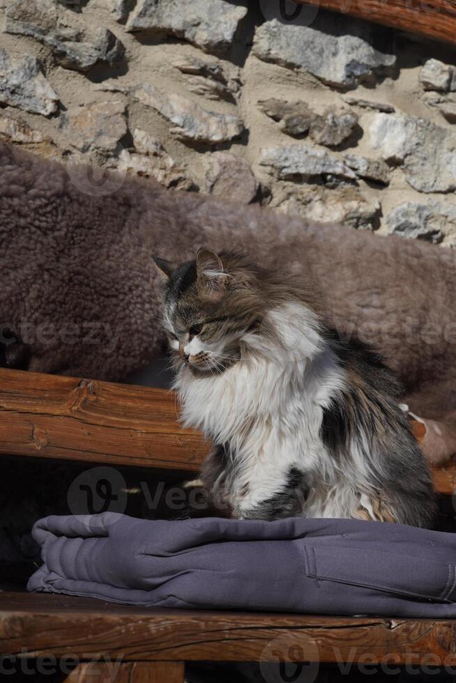 Fur adult cat on the bench photo