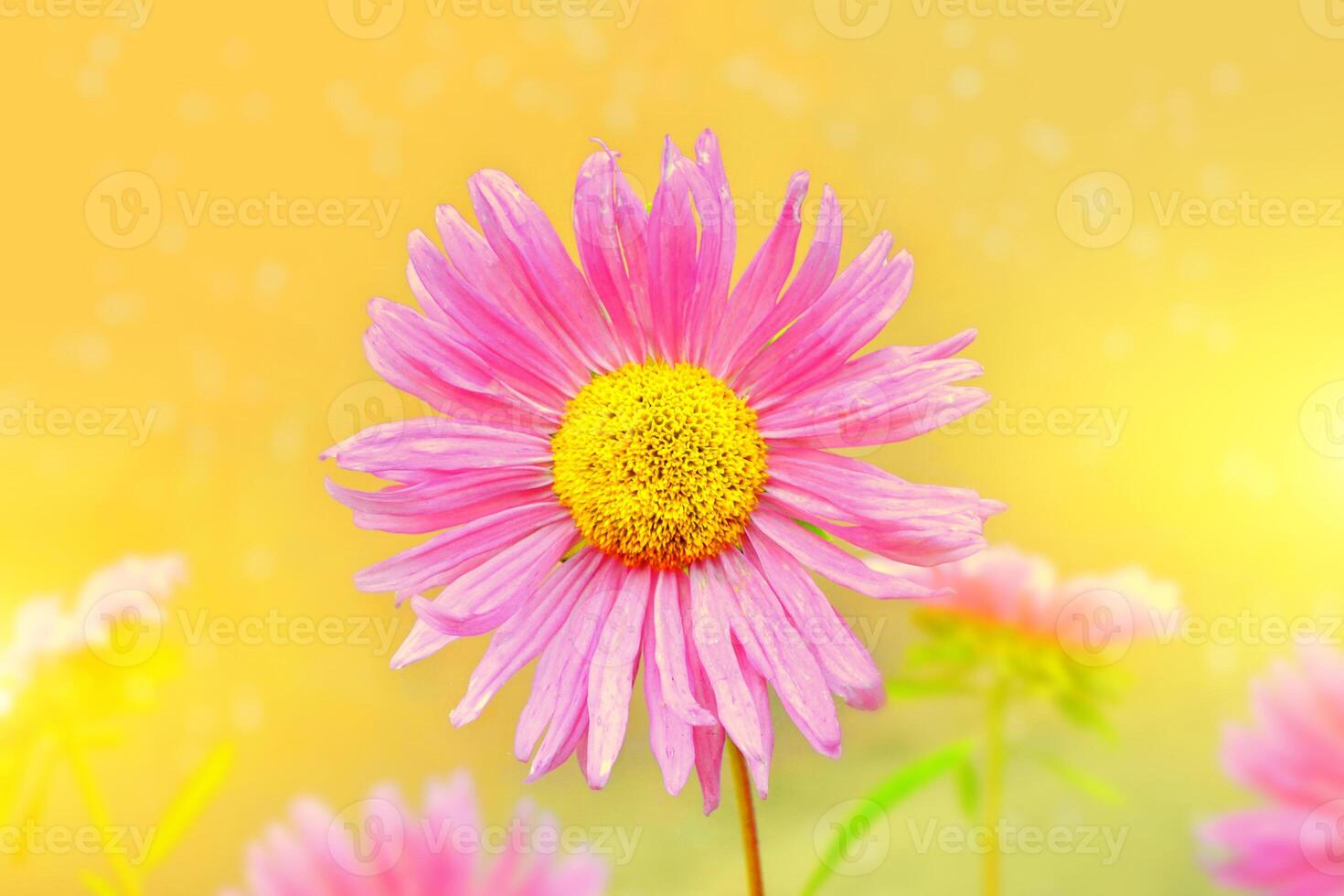 Colorful aster flowers on a background of the autumn landscape photo