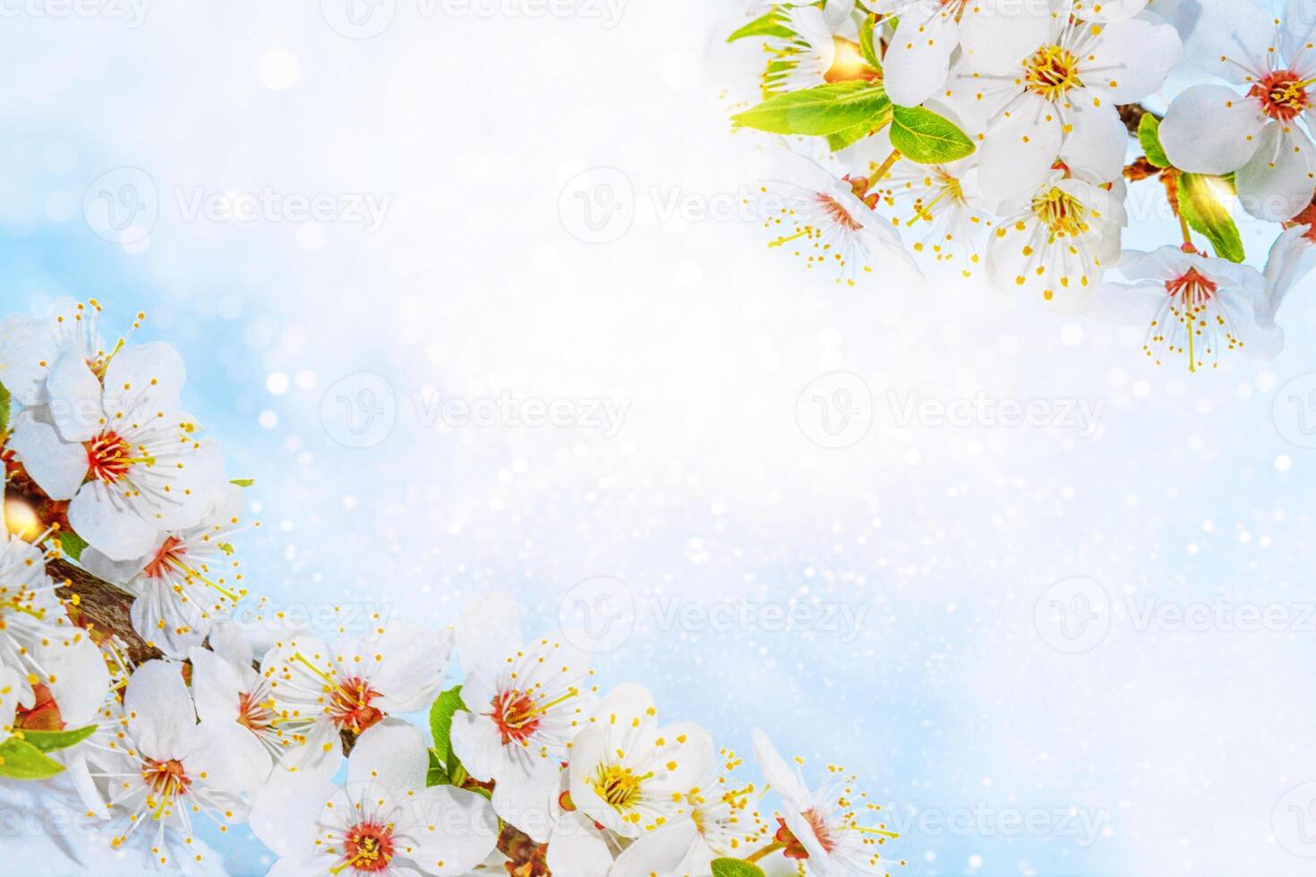 natural floral background. Blossoming branch cherry. Bright colorful spring flowers photo