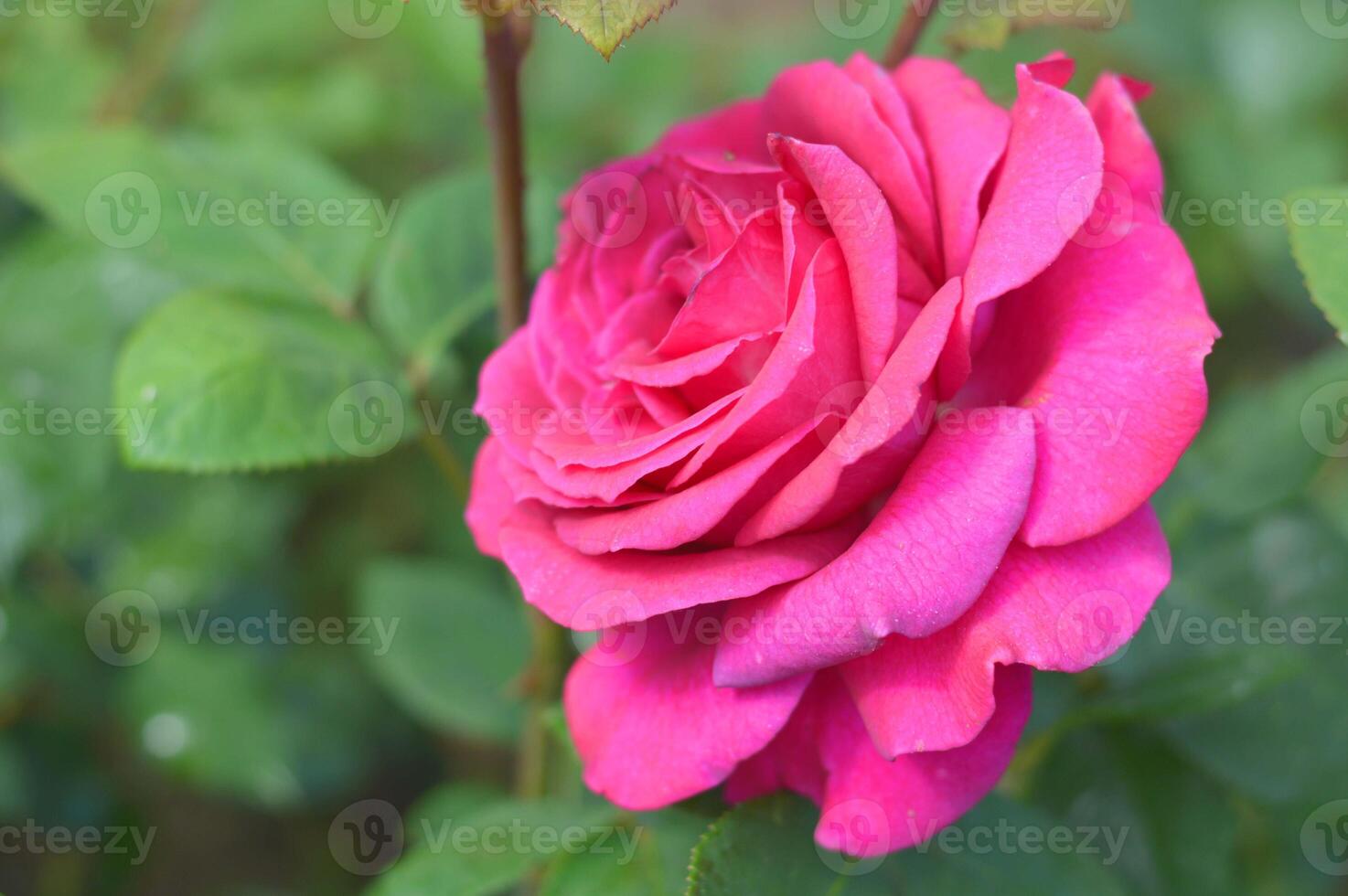A bright pink blooming rose flower against a background of green foliage around. Beautiful summer flower. photo