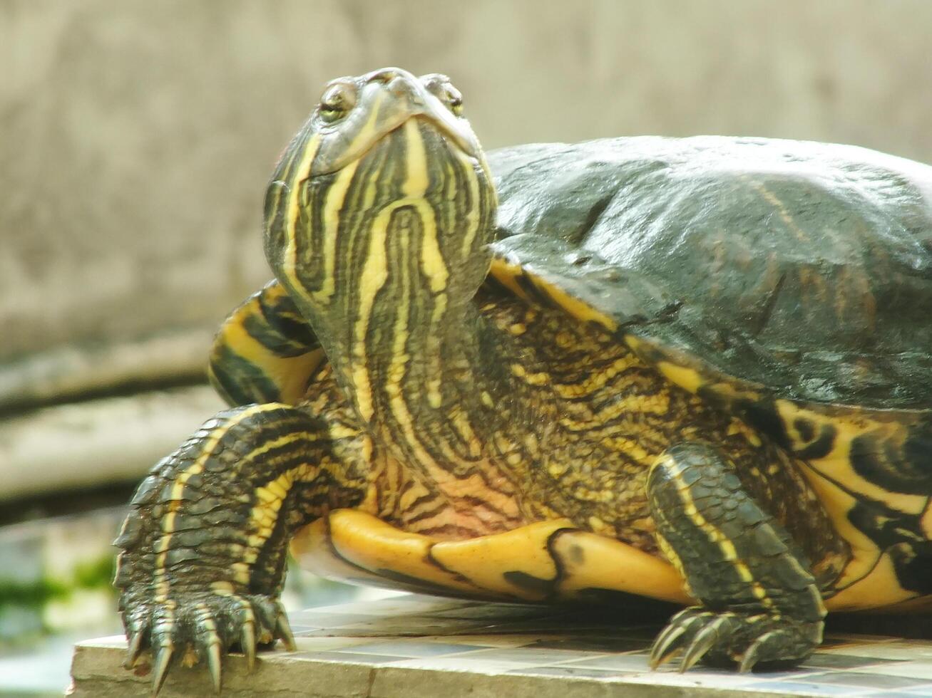 A close up shot of a red eared turtle, Trachemys scripta elegans, resting in sunlight. Painted turtle is a reptile familiar to become a pet for some hobbyist. photo