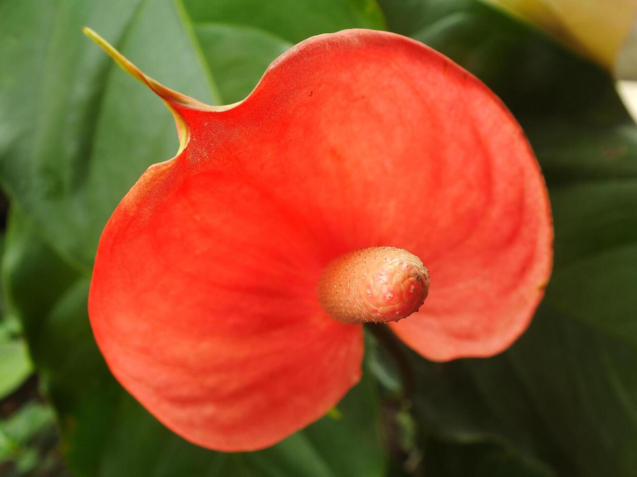 House plant red Anthurium in the garden. Anthurium andraeanum. Flower Flamingo flowers or Anthurium andraeanum symbolize hospitality. photo