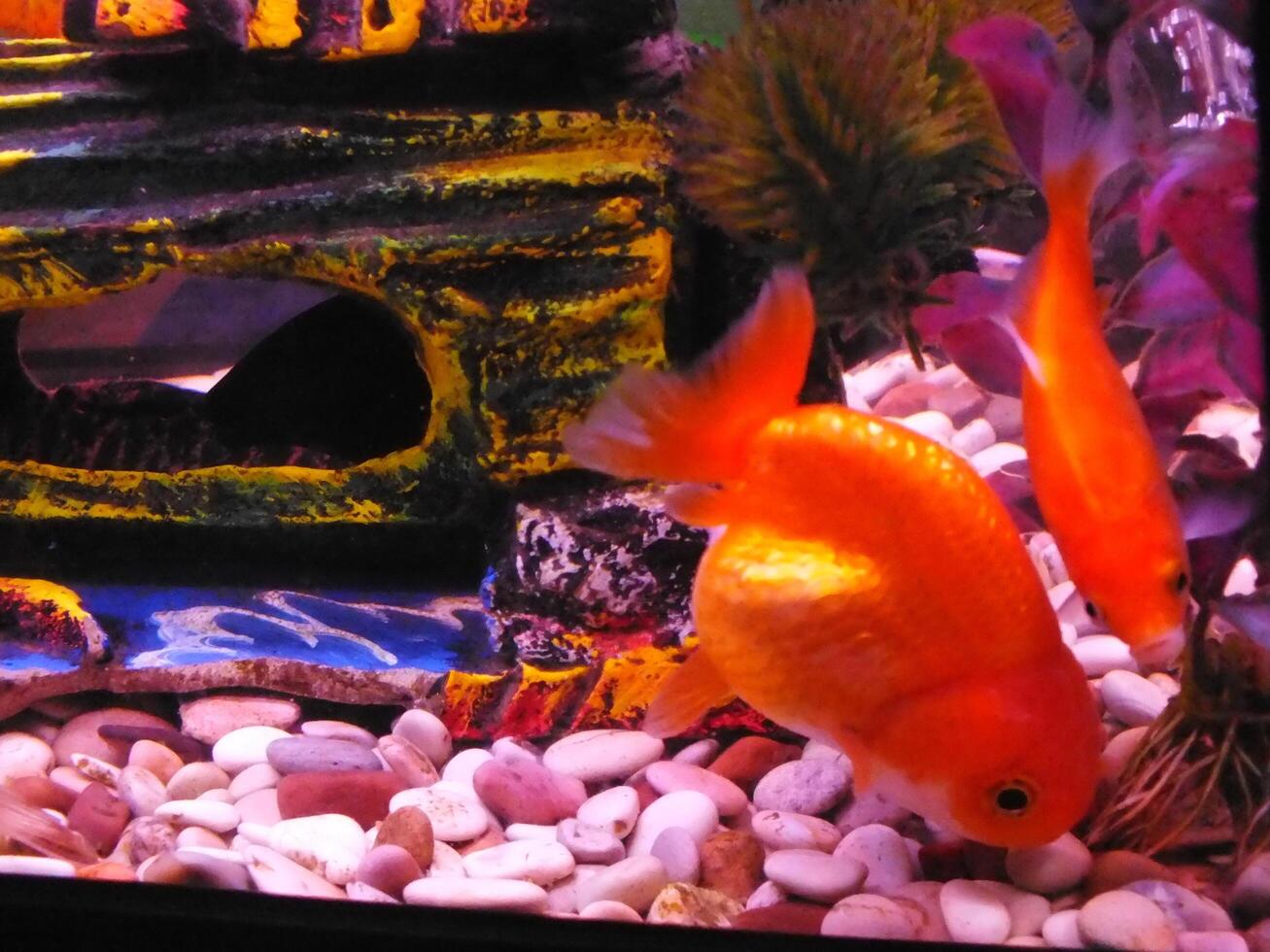 Very beautiful goldfish swimming in clear water. A lionhead goldfish swims in a freshwater aquarium. One of most popular pet is goldfish. photo