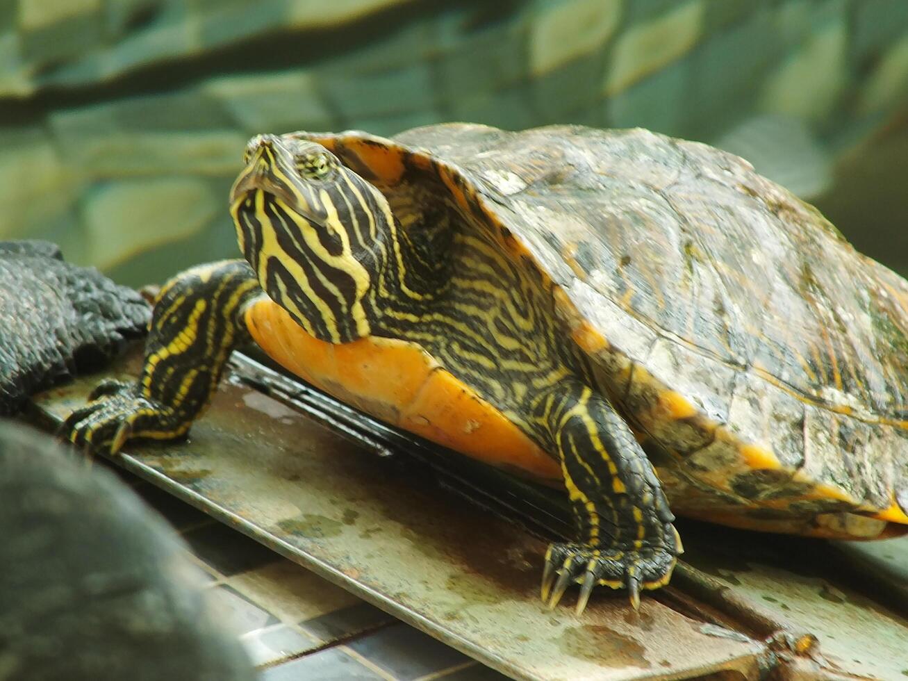 un cerca arriba Disparo de un rojo orejas tortuga, traquemias scripta elegantes, descansando en luz de sol. pintado Tortuga es un reptil familiar a volverse un mascota para algunos aficionado. foto