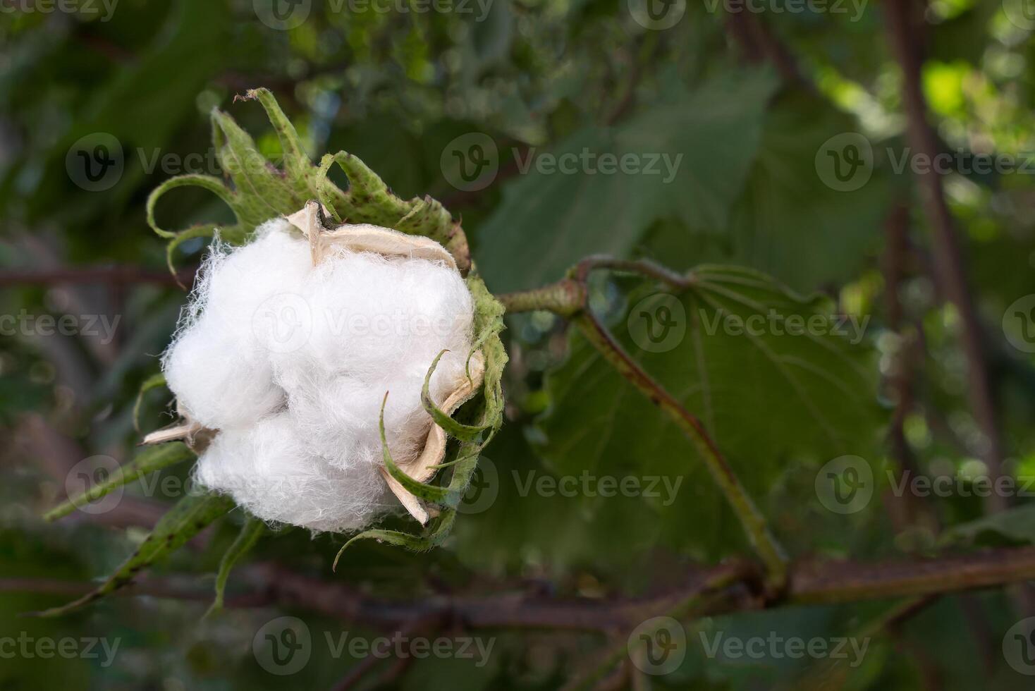 Gossypium arboreum, cotton plant, with space for text photo