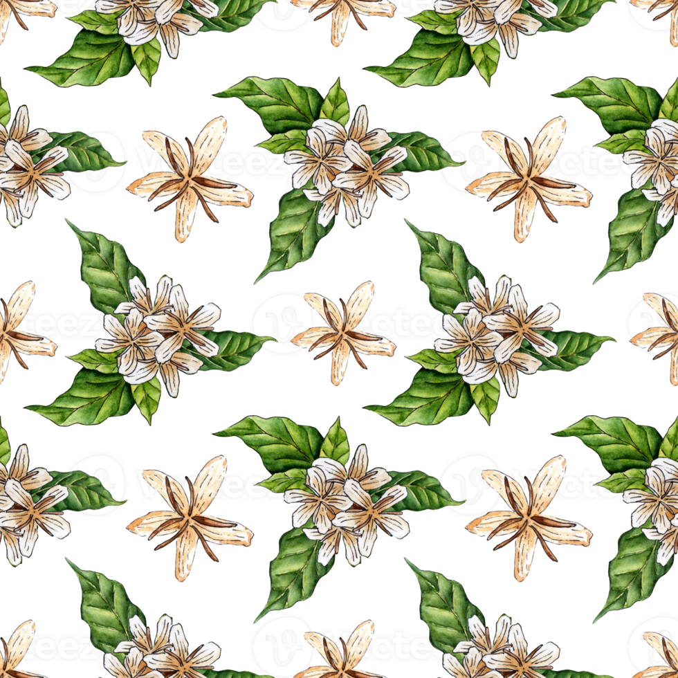 Watercolor illustration pattern of coffee flowers and leaves, eco-friendly and safe. Coffee plantation. Tropical farming. Isolated. Drawn by hand. png