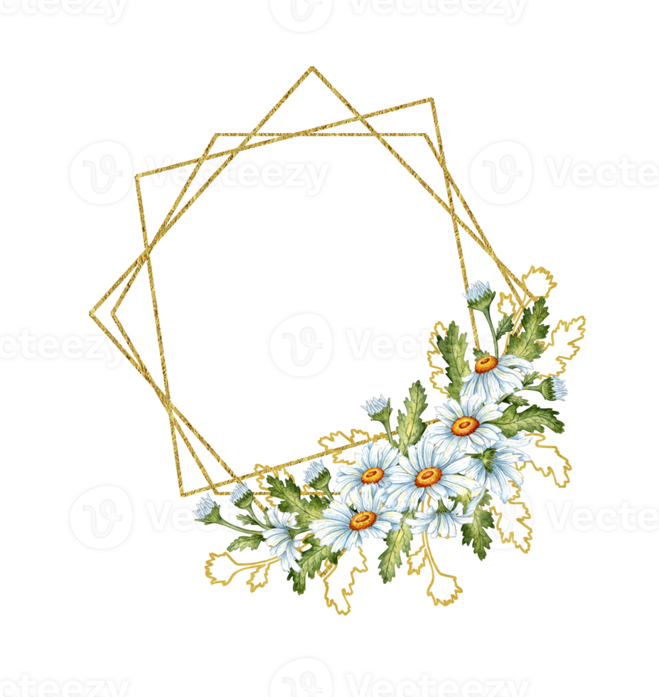 waterverf illustratie van een gouden meetkundig kader gemaakt van wit madeliefjes, groen bladeren en bruin contouren. geïsoleerd weide bloemen samenstelling voor bruiloften, affiches, kaarten, spandoeken, flyers, dekt, png