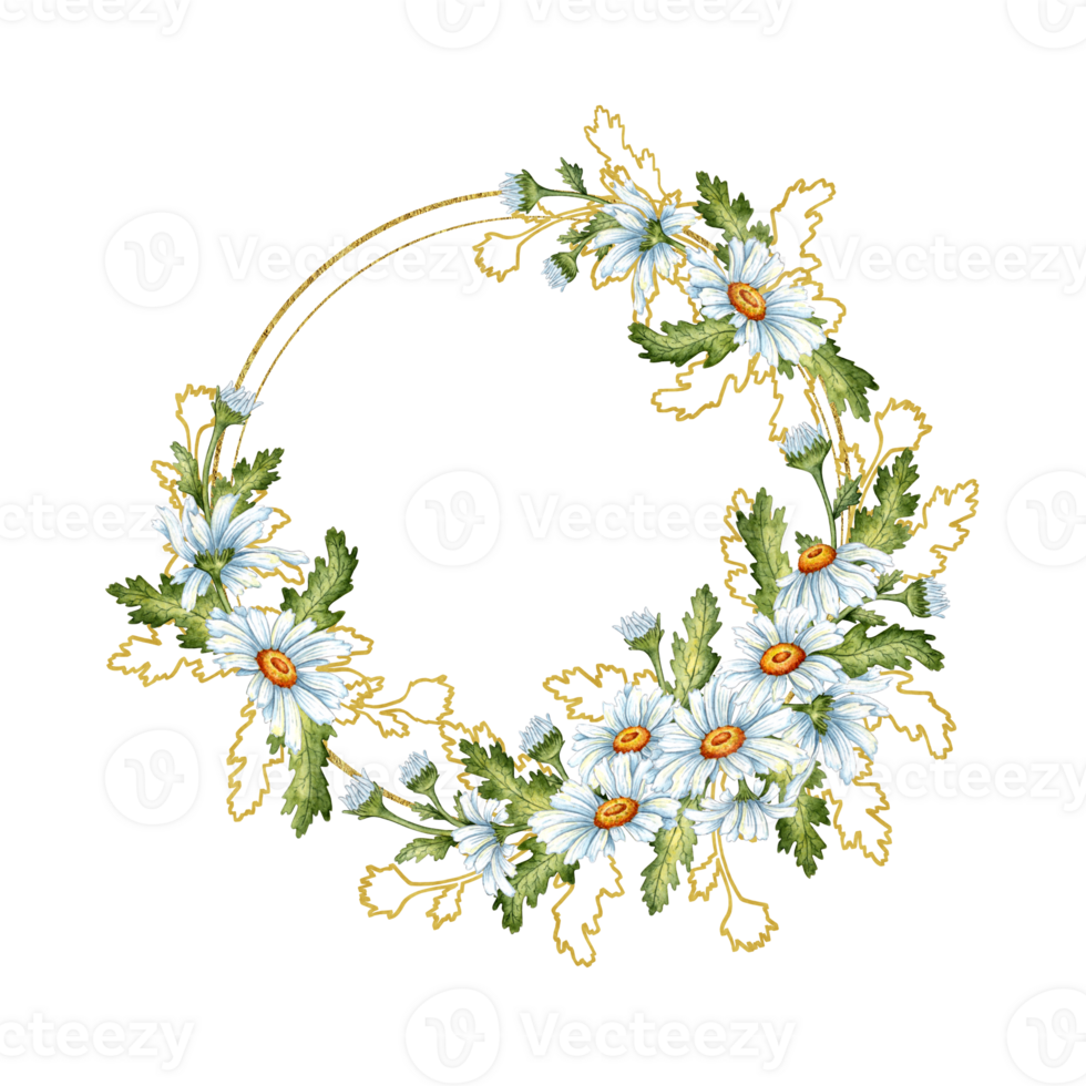 vattenfärg illustration av en gyllene runda ram tillverkad av vit prästkragar, knoppar, grön löv och brun konturer. isolerat äng blommor sammansättning för bröllop, affischer, kort, banderoller, flygblad, täcker, png