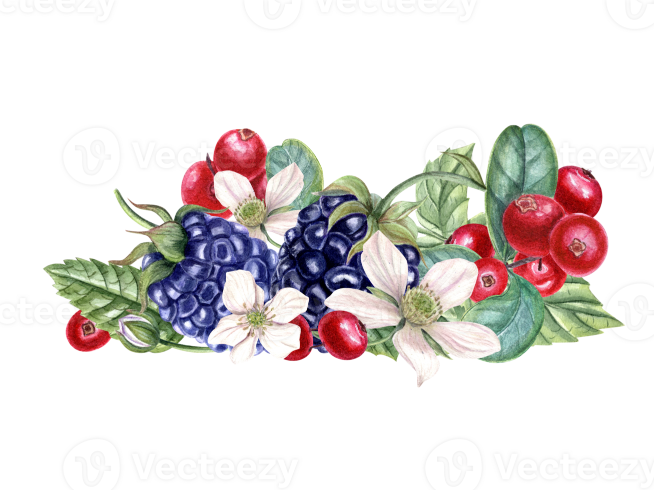 Bouquet with fresh blackberry and lingonberry. Red, black berries, flowers, buds on branch with leaves. Dewberry, bramble, cowberry. Watercolor illustration. For template package menu cookbook png