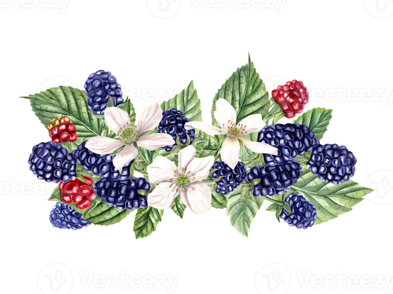 Komposition mit frisch Brombeeren. unreif rot und reif Beere, Blumen, Knospen auf Ast mit Blätter. Kratzbeere, Brombeere. Aquarell Illustration zum Vorlage, Paket, Speisekarte, Kochbuch. png