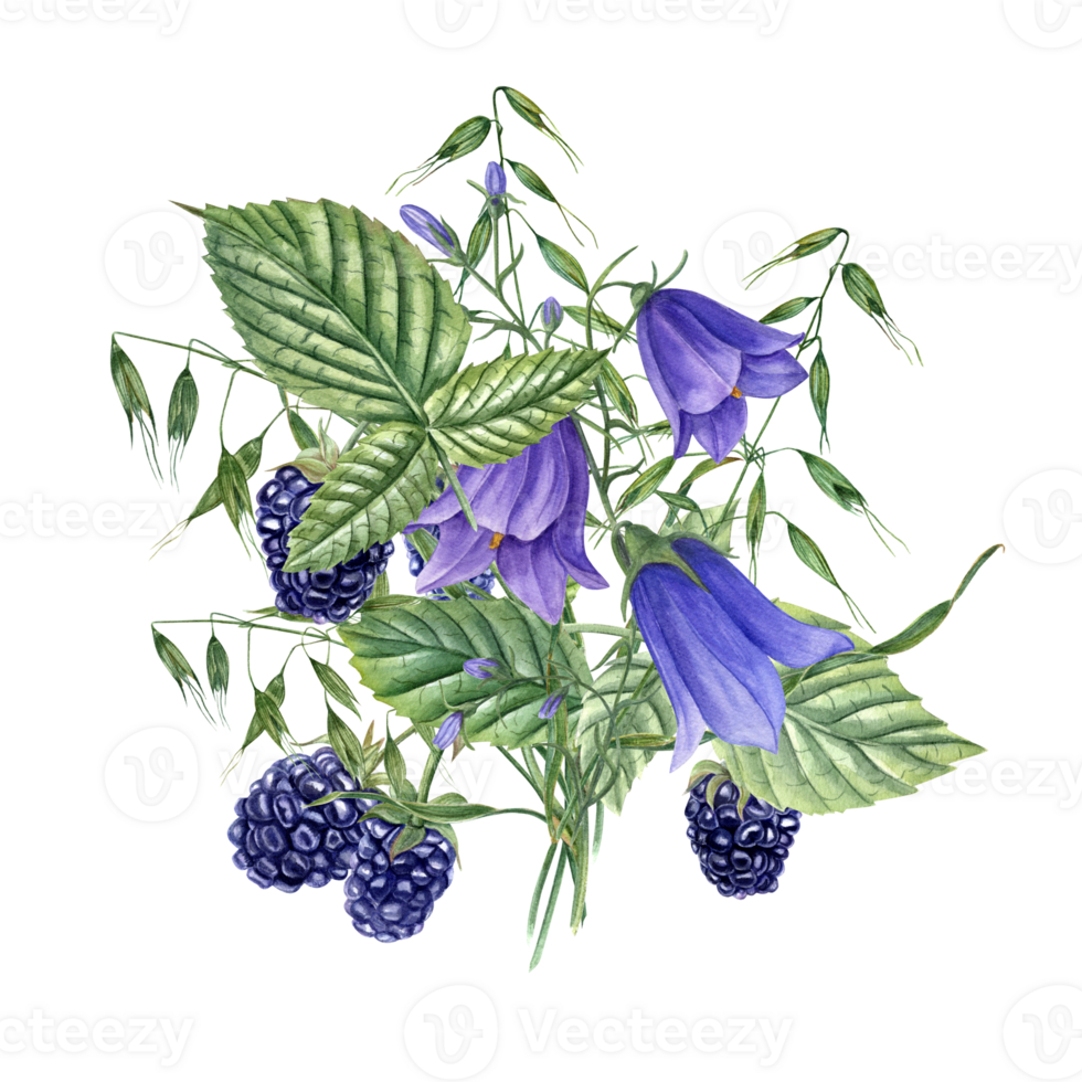 Bouquet with Blackberries, blue Harebells, wild oats. Meadow plants and forest berries. Campanula, avena. Dewberry, bramble. Watercolor illustration for template package design. png