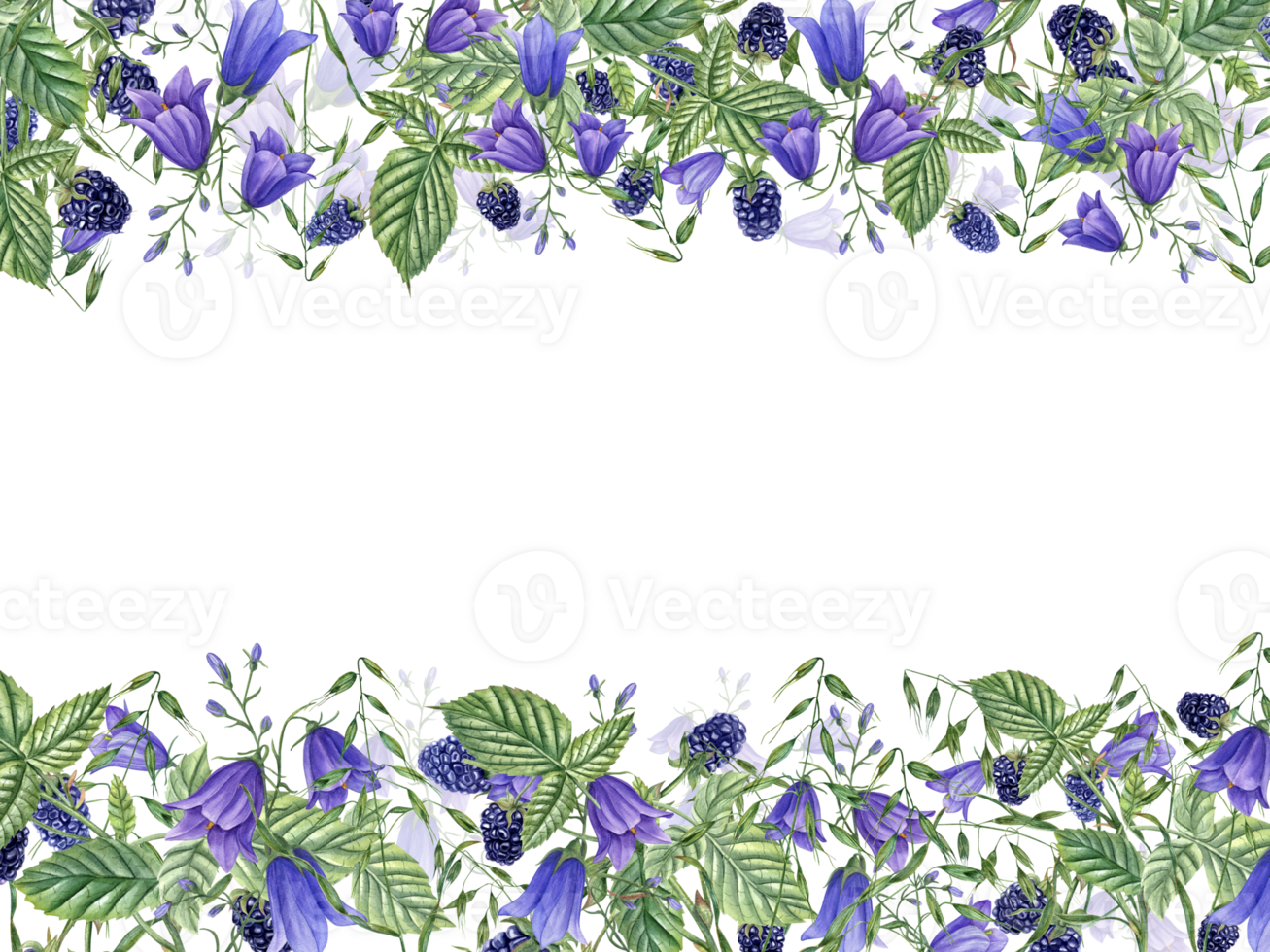 Ripe Blackberries, meadow plants and Flowers. Horizontal frame with Berries, campanula, avena. Dewberry, bramble. Watercolor illustration. For template package greeting. Space for text png
