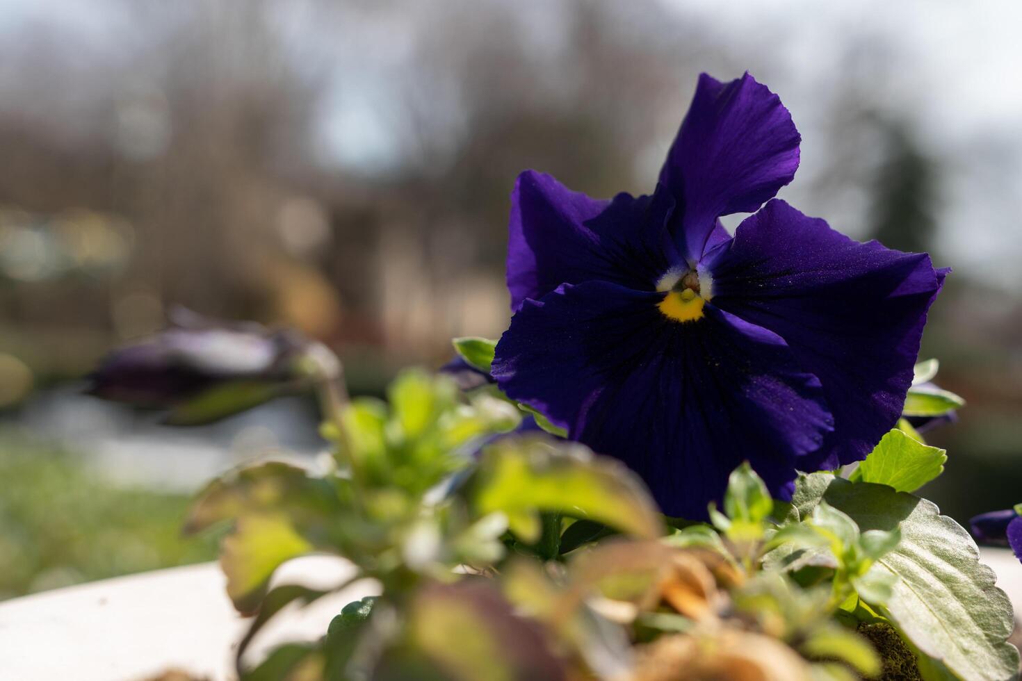 A purple pansies in a pot with the sun shining on the left side. photo