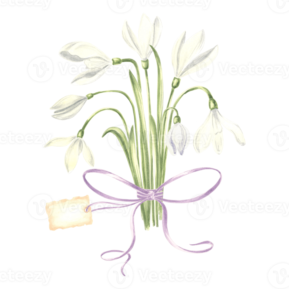 Watercolor bouquet of white snowdrops flower with bow and tag. Isolated hand drawn illustration spring blossom. Floral botanical template for postcard, packaging and tableware, textile and sticker. png