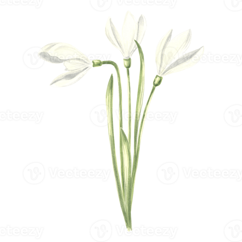 Watercolor bouquet of white snowdrops flower. Isolated hand drawn illustration spring blossom. Floral botanical template for postcard, packaging and tableware, textile and sticker, embroidery. png