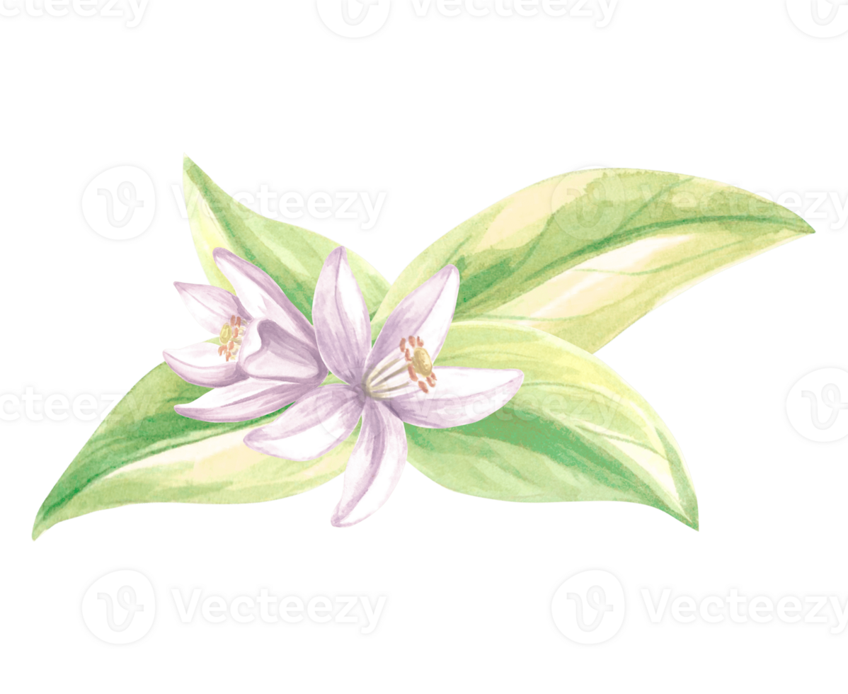 Watercolor citrus flowers with leaves. Isolated hand drawn illustration of spring blossom. Floral template for invitation and card, printing on packaging, stickers, embroidery and textile. png