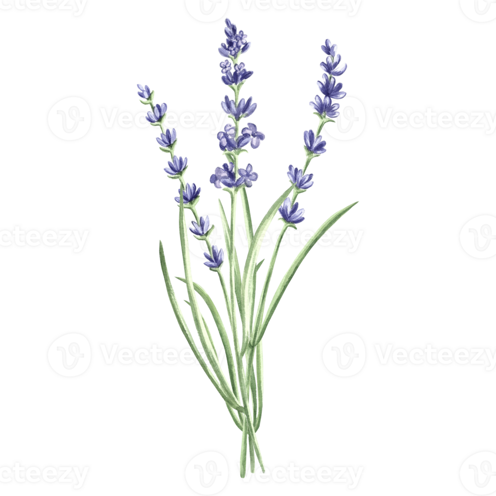 Lavender flowers bunch purple, watercolor illustration. Isolated hand drawn provance floral bouquet. Botanical drawing template for card, printing packaging or tableware, textile, sticker, embroidery. png