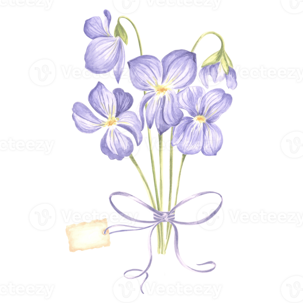 Watercolor bouquet of wild violet flower with bow and tag. Isolated hand drawn illustration spring blossom field pansy Viola. Floral botanical template for postcard, packaging, textile and sticker. png
