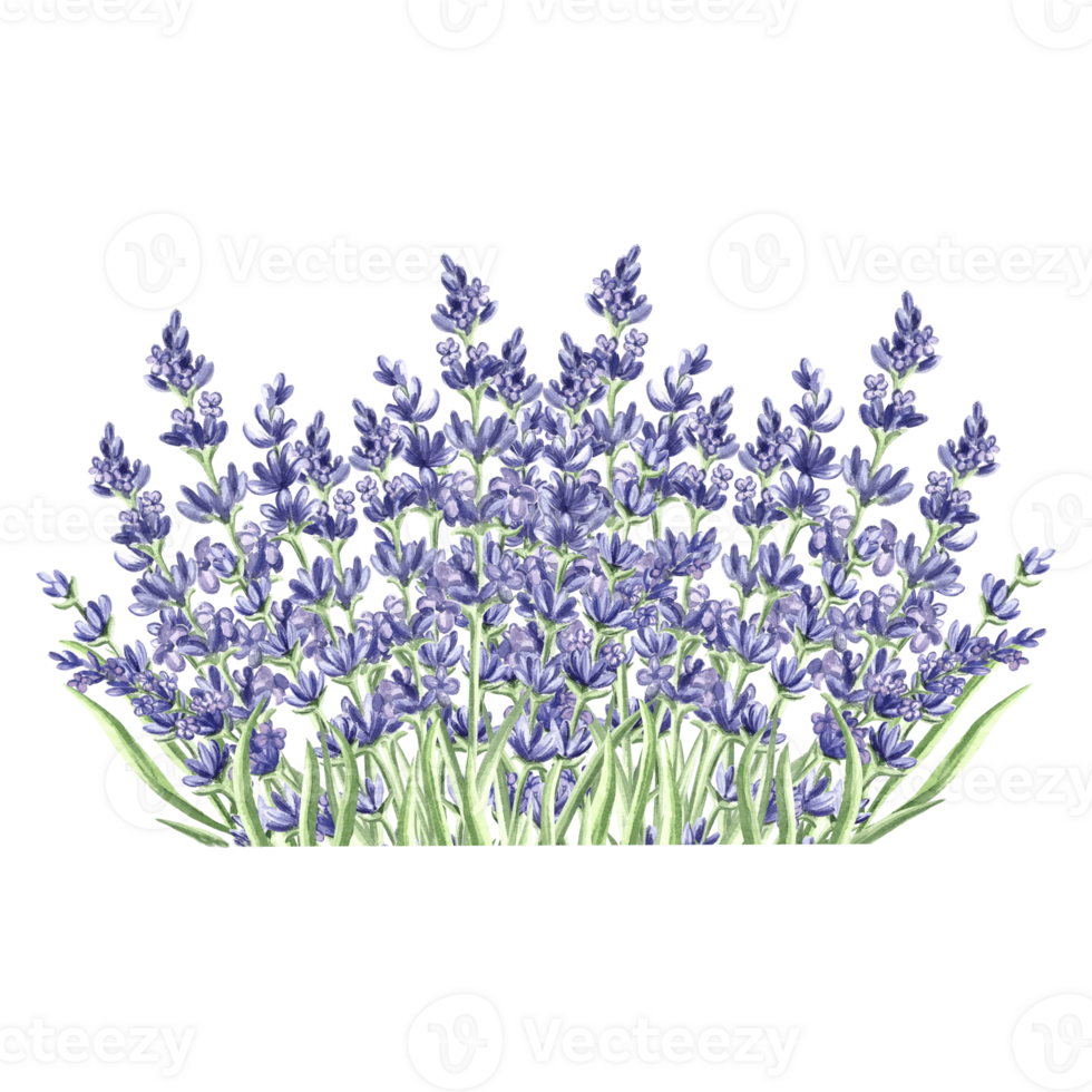 Watercolor delicate composition of purple lavender flowers. Isolated hand drawn provance floral bouquet. Botanical drawing template for card, printing package, tableware, textile, sticker, embroidery. png