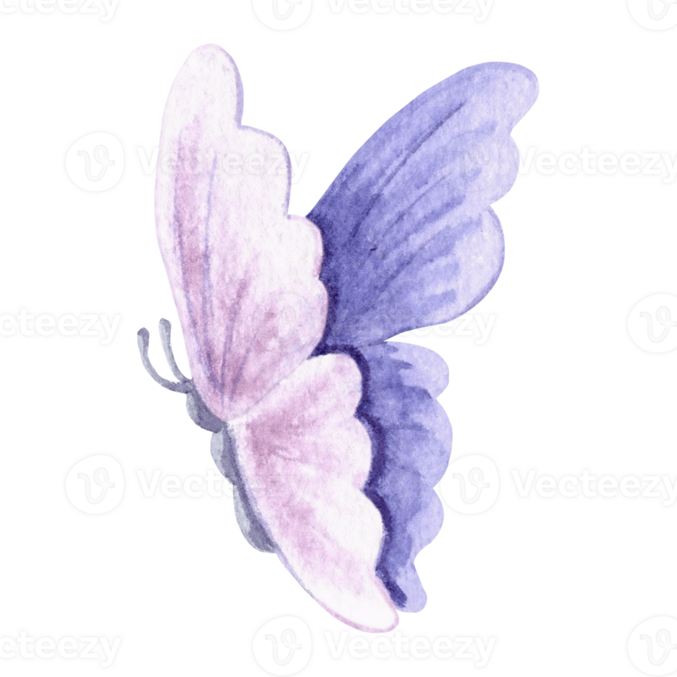 Watercolor flying butterfly delicate light violet color. Isolated hand drawn illustration spring exotic wild insect Template drawing for card, packaging and tableware, textile and sticker, embroidery. png