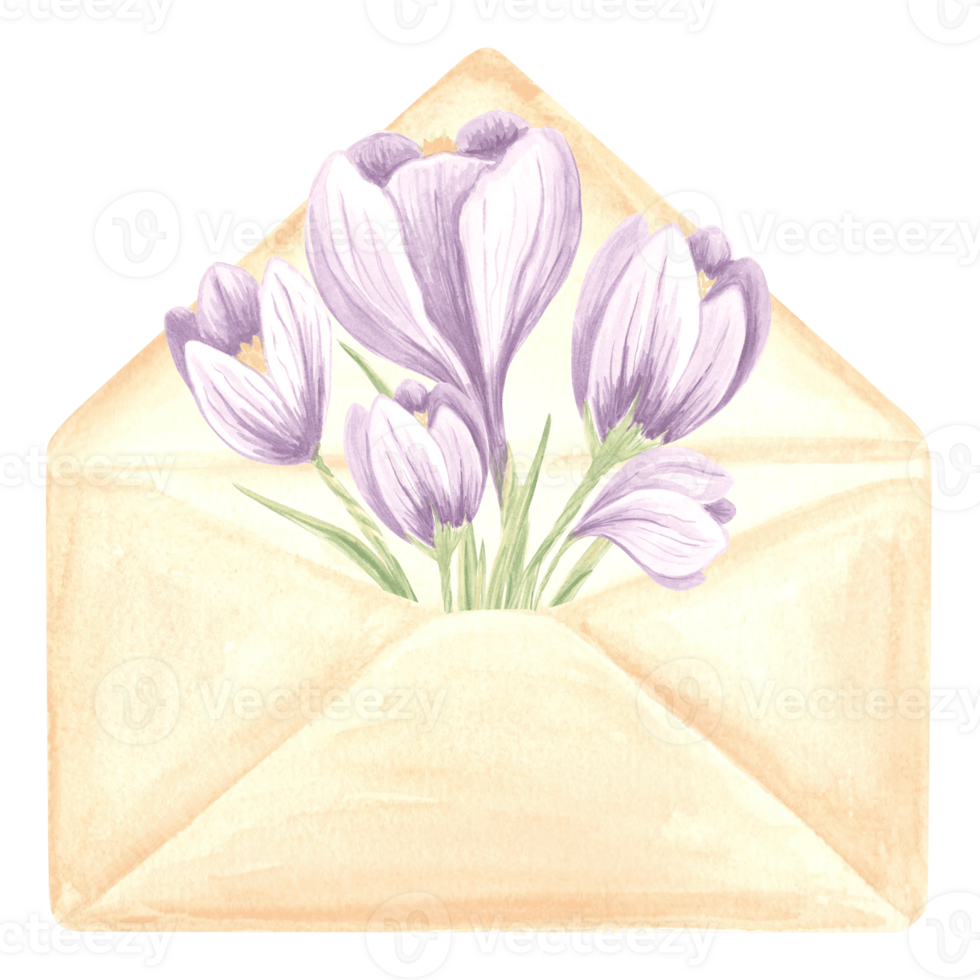 Watercolor bouquet of purple crocus flowers in envelope. Isolated hand drawn illustration of spring saffron blossom. Floral template for card, packaging and tableware, textile and sticker, embroidery. png