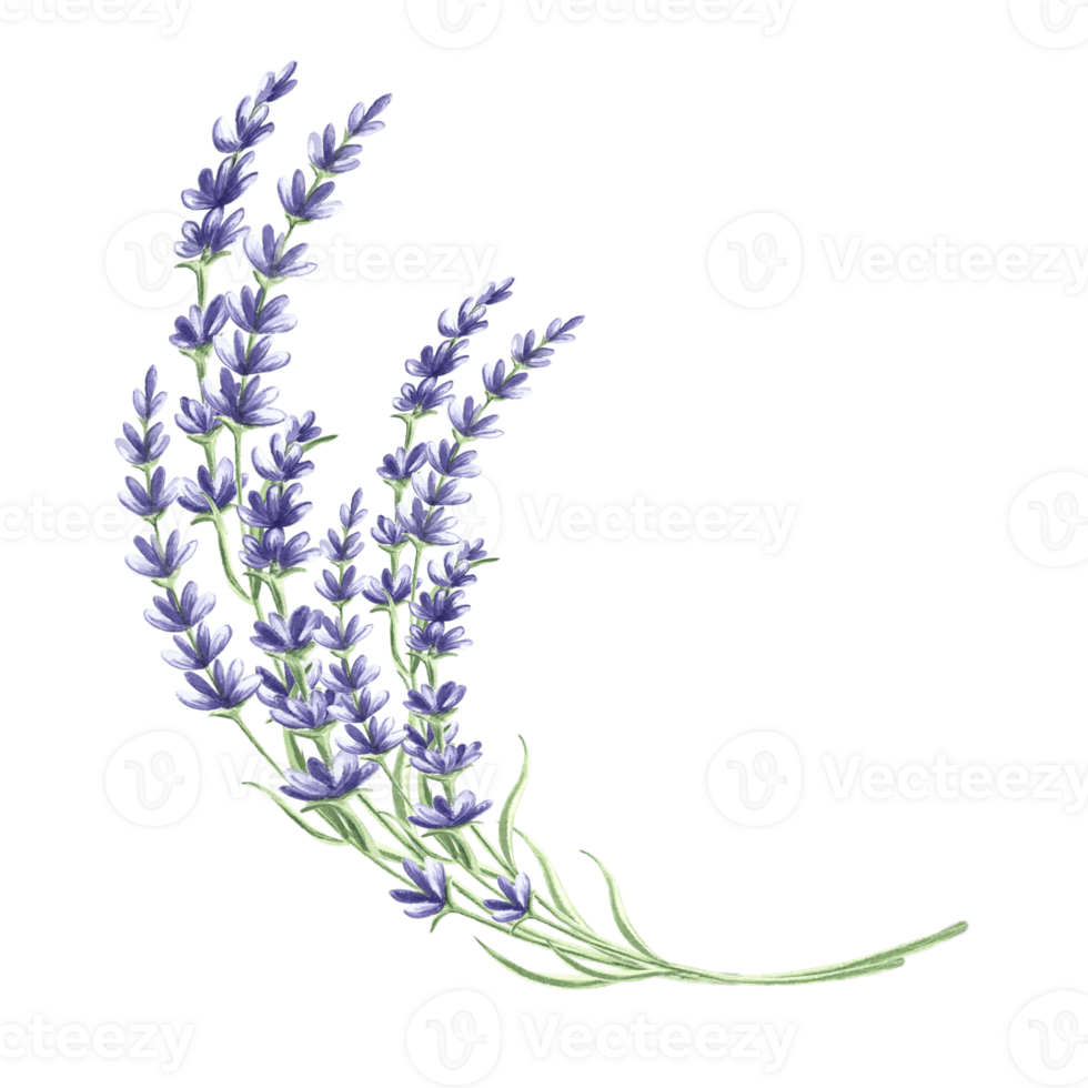 kvist av lavendel- blommor lila vattenfärg illustration. isolerat hand dragen provans blommig bukett. årgång botanisk teckning blommig örter mall för vykort, porslin och textil, broderi. png