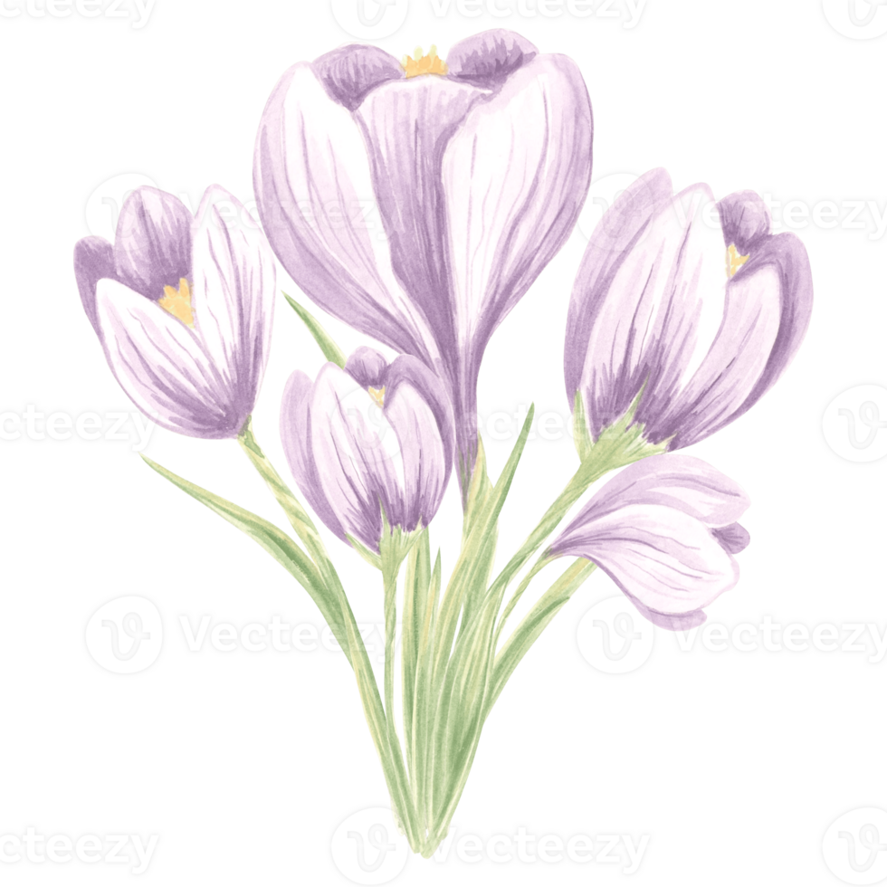 Watercolor bouquet of violet crocuses flowers. Isolated hand drawn illustration spring blossom saffron. Floral botanical template for card, packaging and tableware, textile and sticker, embroidery. png