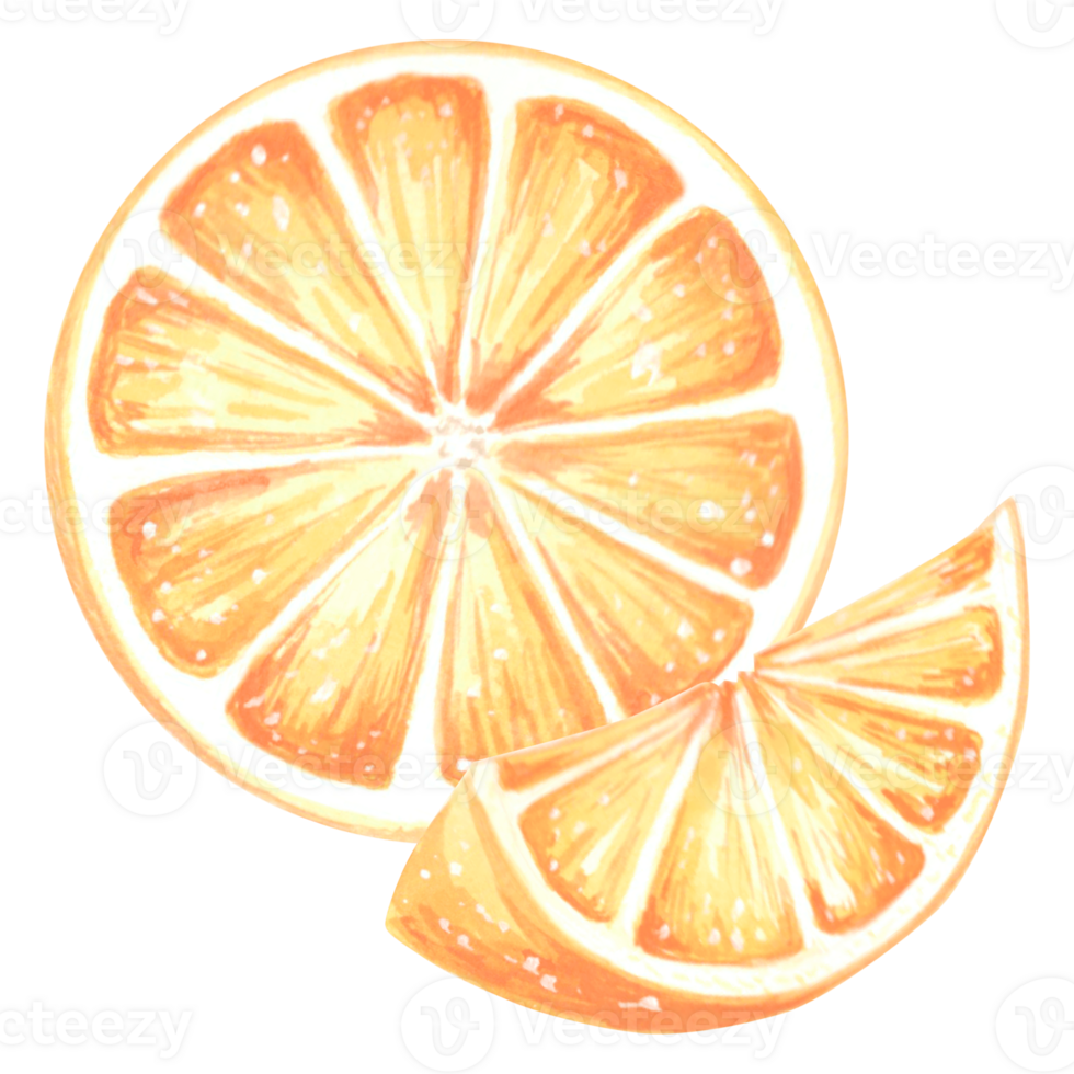 Watercolor slice and circle of orange. Summer citrus fruit isolated. Hand drawn illustration of healthy eating. Template for invitation and card, print on packaging, sticker, embroidery and  textile. png