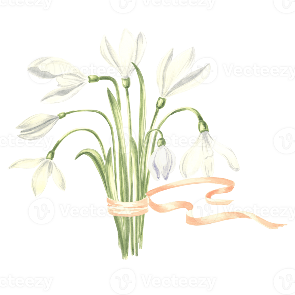 Watercolor bouquet of white snowdrops flower tied with ribbon. Isolated hand drawn illustration spring blossom. Floral botanical template for postcard, packaging and tableware, textile and sticker. png