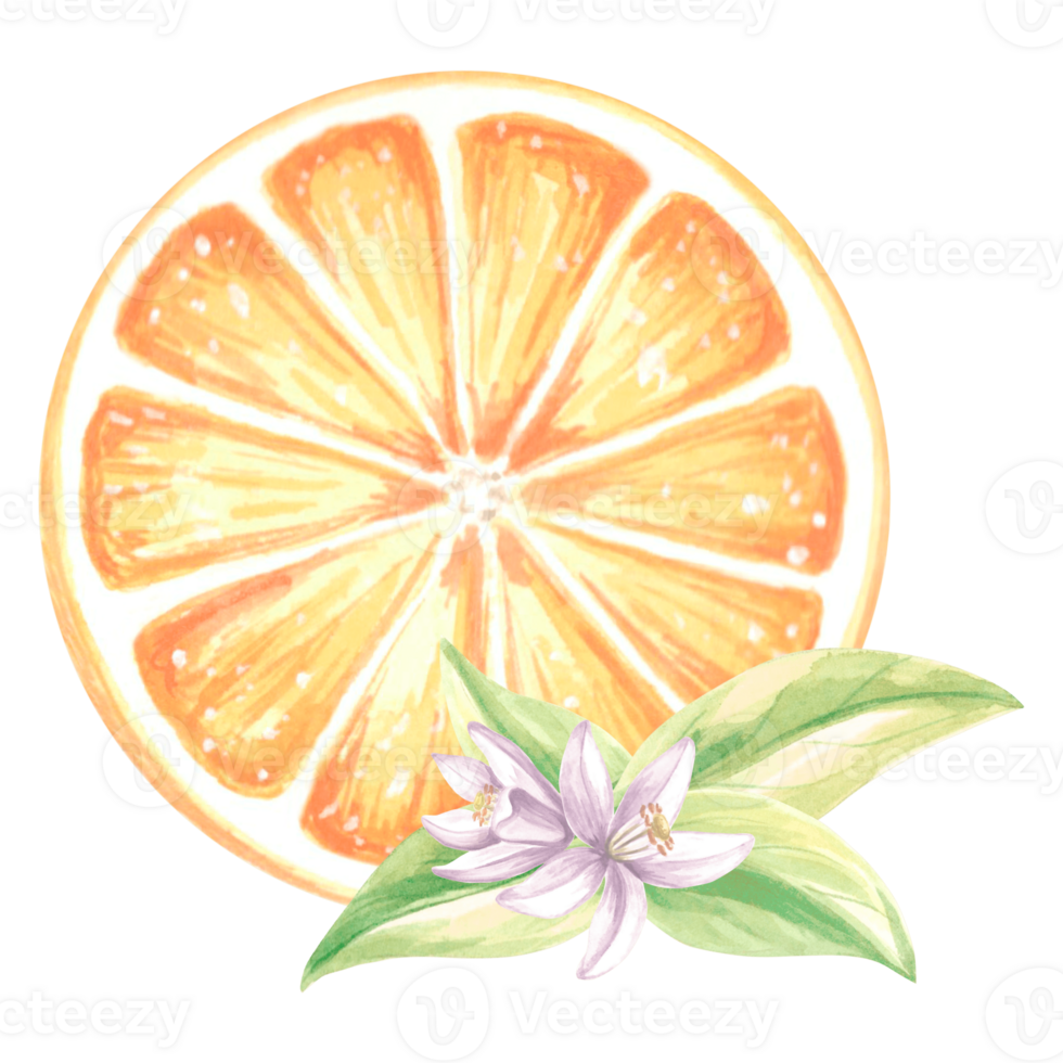 Watercolor circle slice of orange with flowers and leaves. Summer citrus fruit isolated. Hand drawn illustration healthy eating. Template for invitation and card, print on packaging, sticker, textile. png
