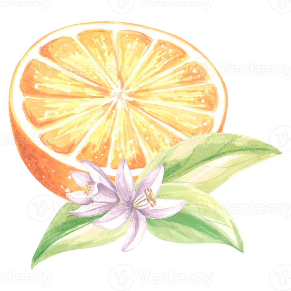 Watercolor half slice of oranges with leaves. Summer ripe, juicy, citrus fruit isolated. Hand drawn illustration healthy eating. Template for invitation and card, print on packaging, sticker, textile. png