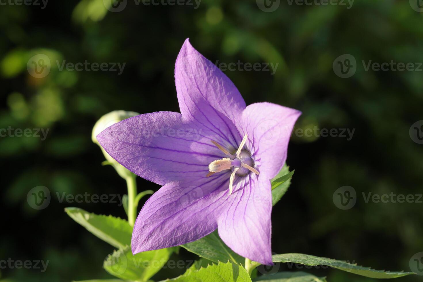 Close up of a purple balloon flower on the tree photo