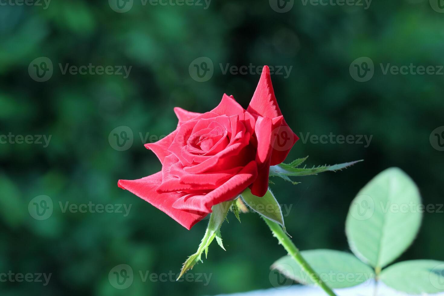 soltero rojo Rosa en el árbol foto