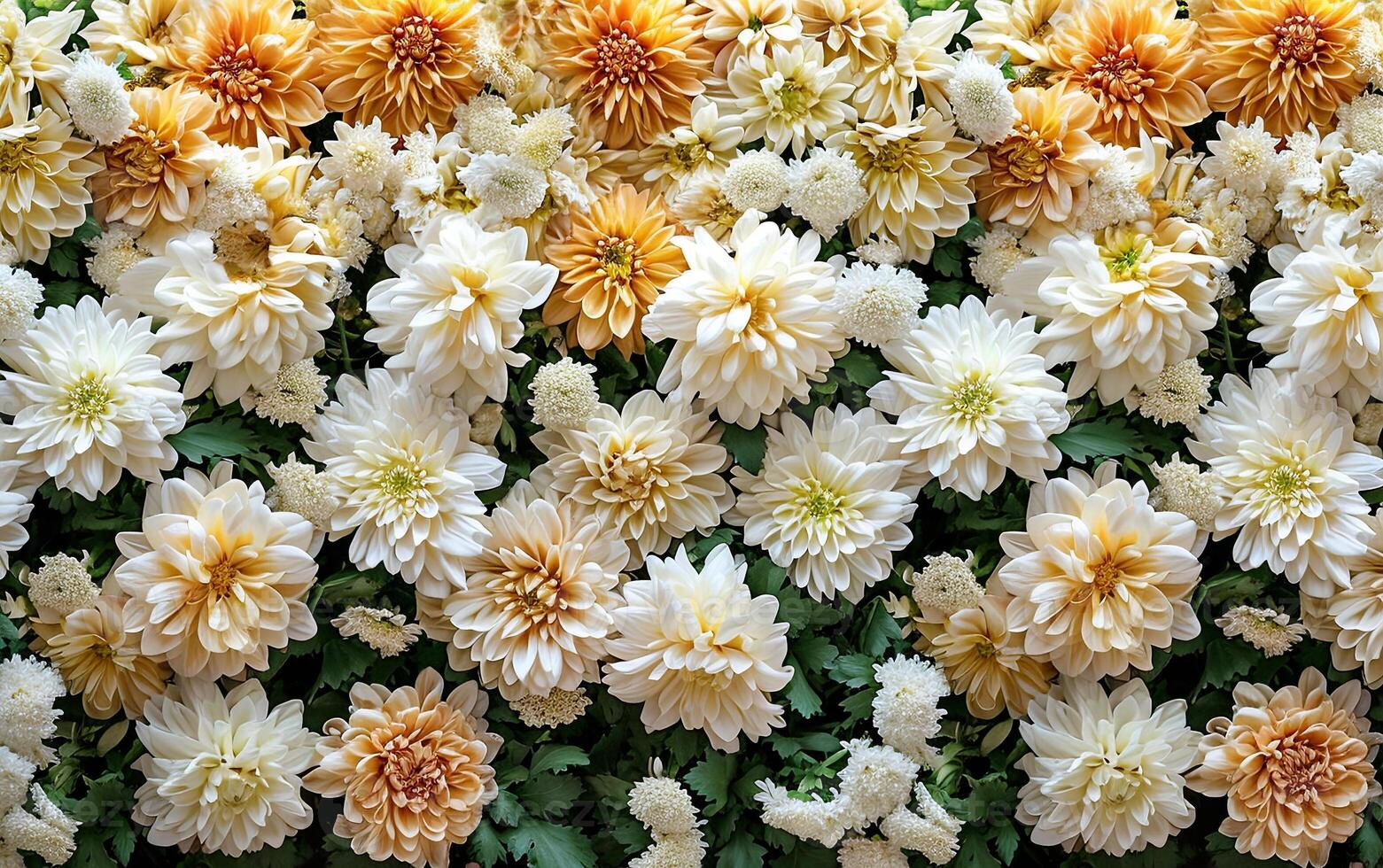 AI generated A photograph capturing a floral background on a wall adorned with chrysanthemum flowers photo