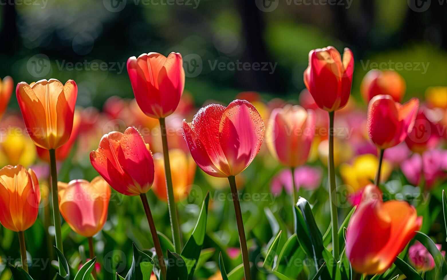 AI generated Tulip spring flowers bloom in nature field garden photo