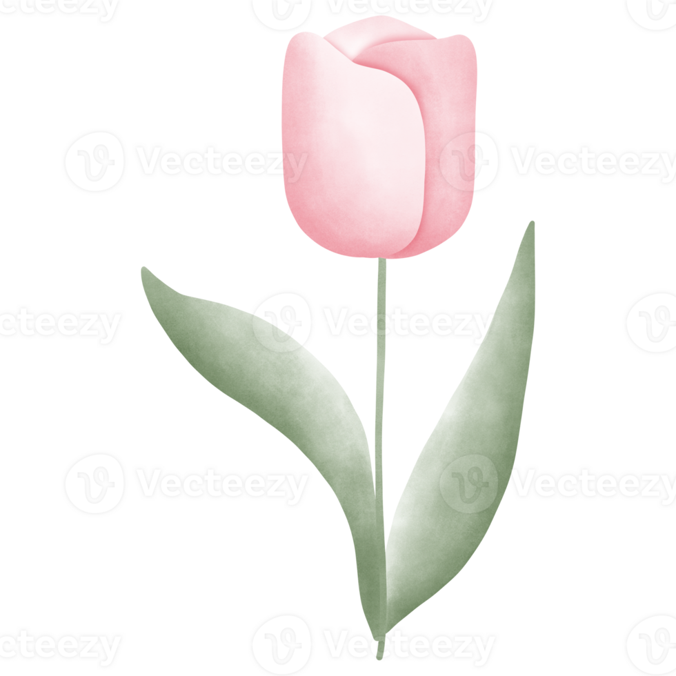 Pastel pink tulip flowers png