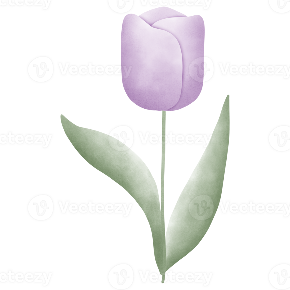 Pastel tulip flower png