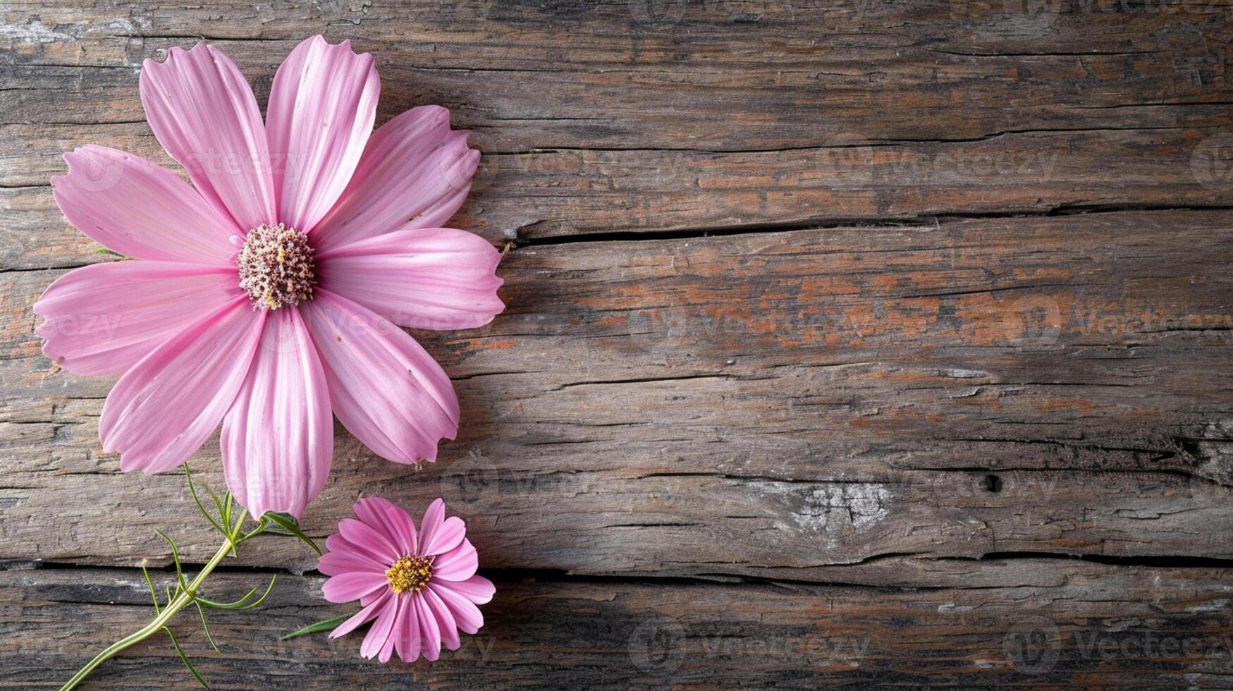 AI generated Two delicate pink cosmos flowers on a rustic wooden background photo