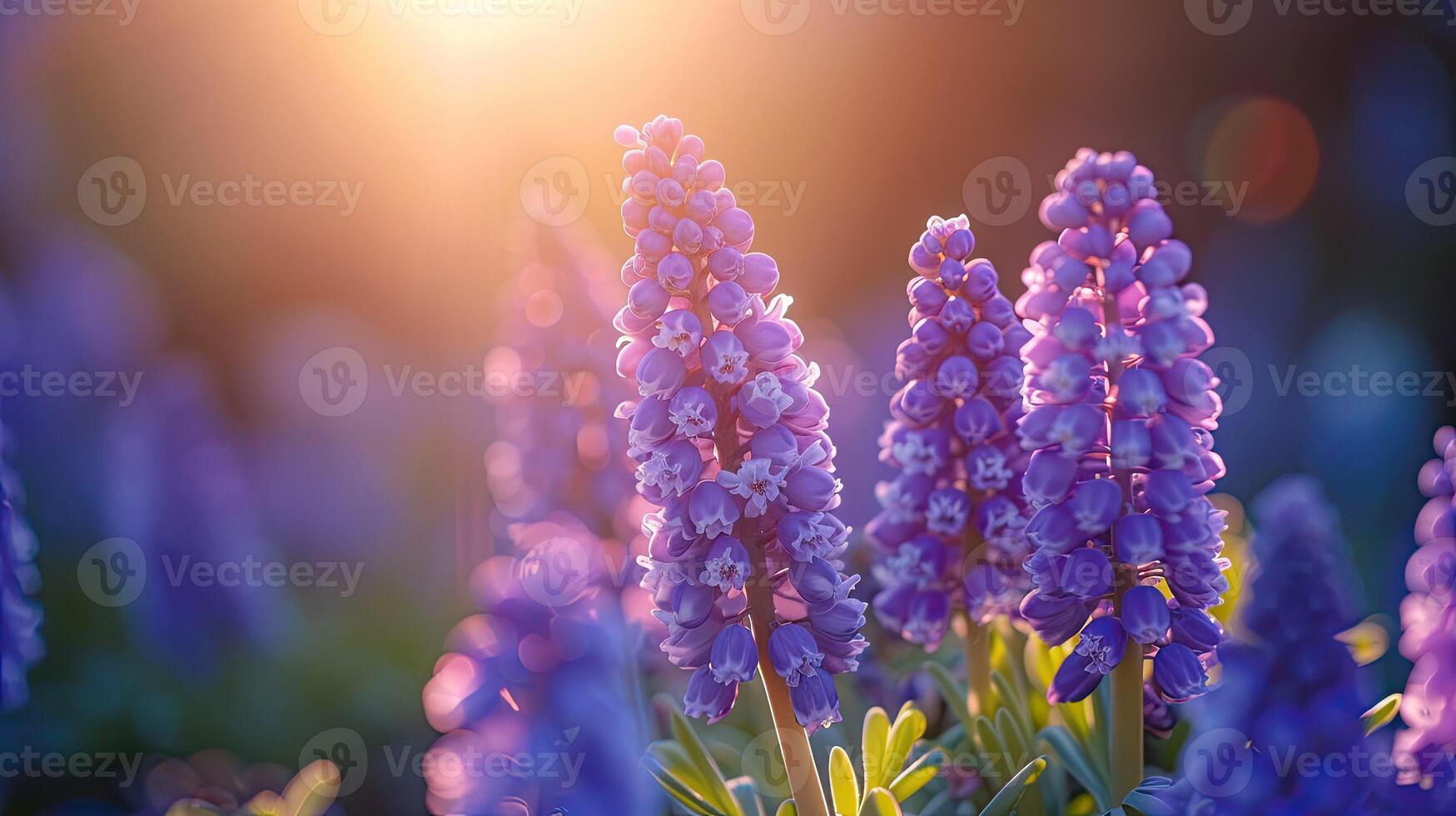 AI generated Spring flowers in sunny day in nature, Hyacinth,  Colorful natural spring background, AI generated photo