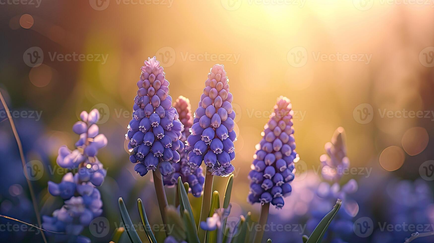 AI generated Spring flowers in sunny day in nature, Hyacinth,  Colorful natural spring background, AI generated photo