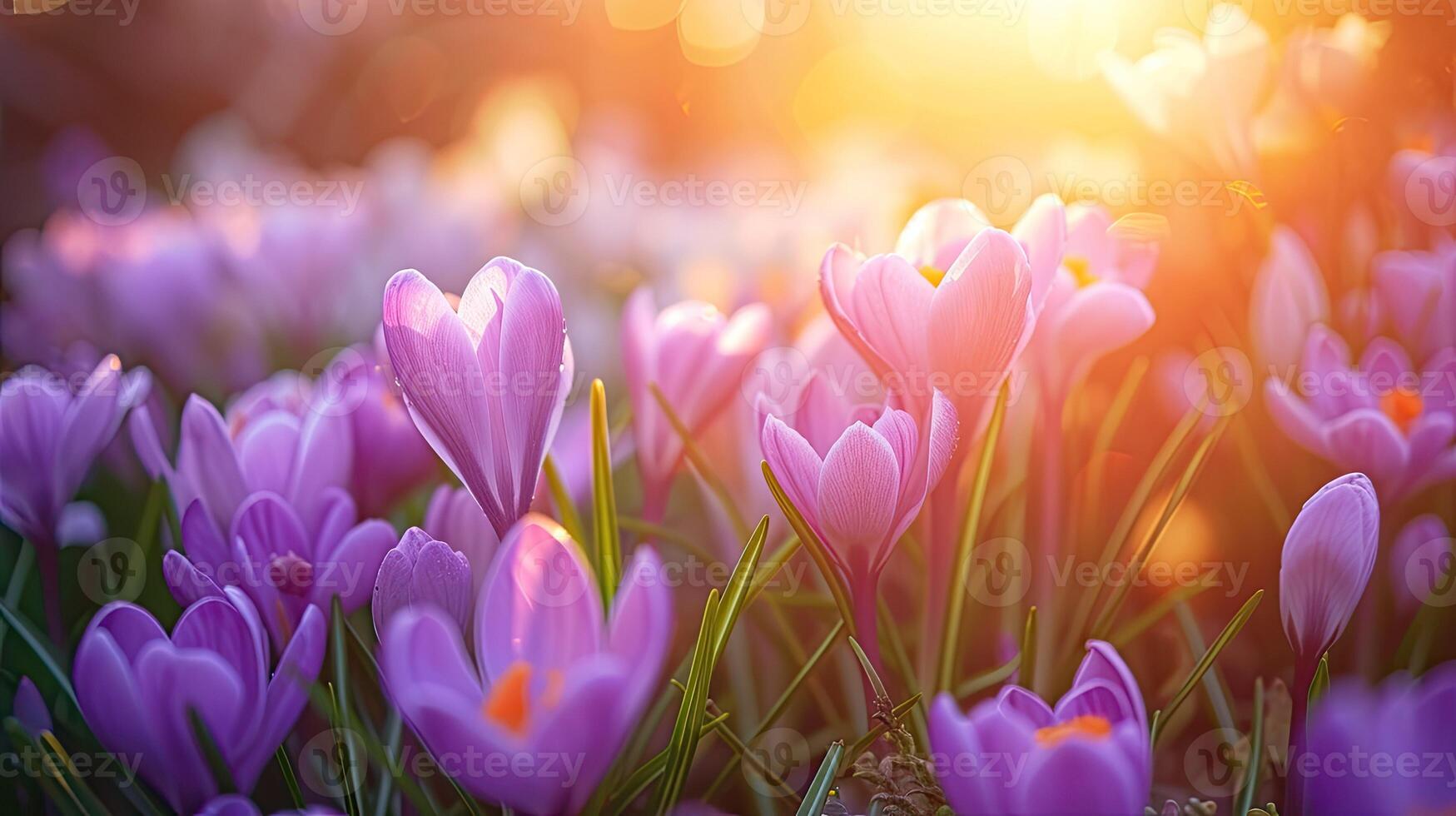 AI generated Spring flowers in sunny day in nature, blooming crocus,Crocuses photo