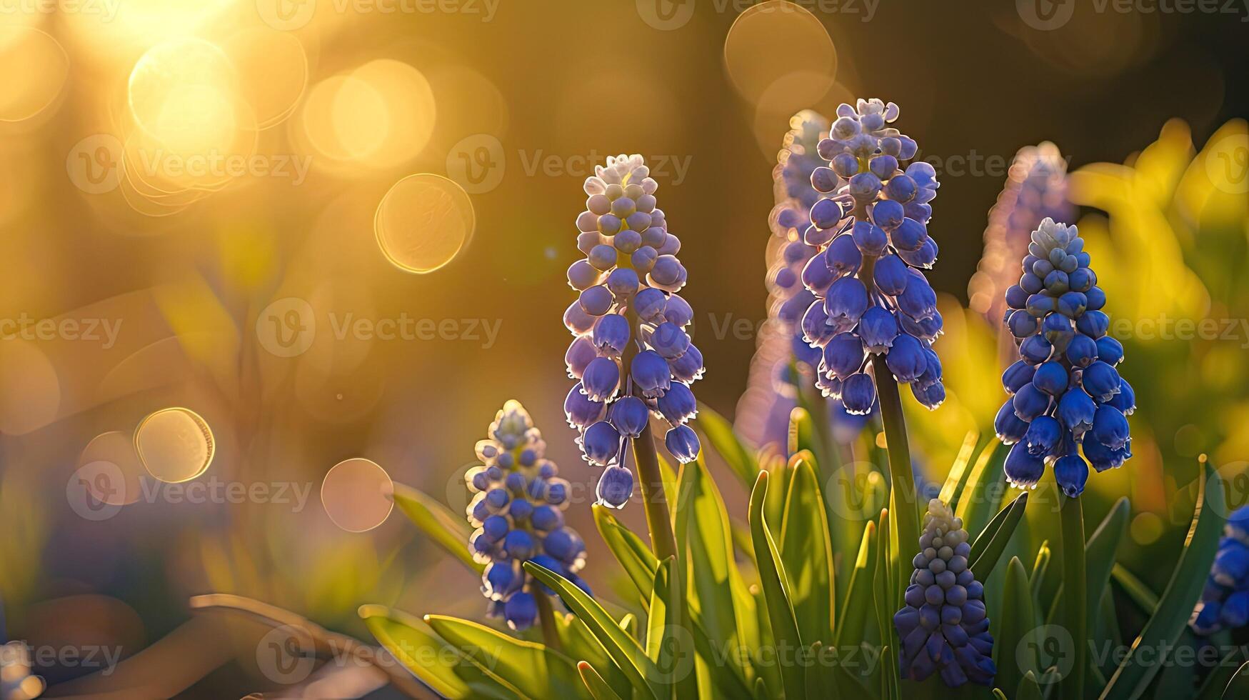 AI generated Spring flowers in sunny day in nature, Hyacinth, Colorful natural spring background, AI generated photo