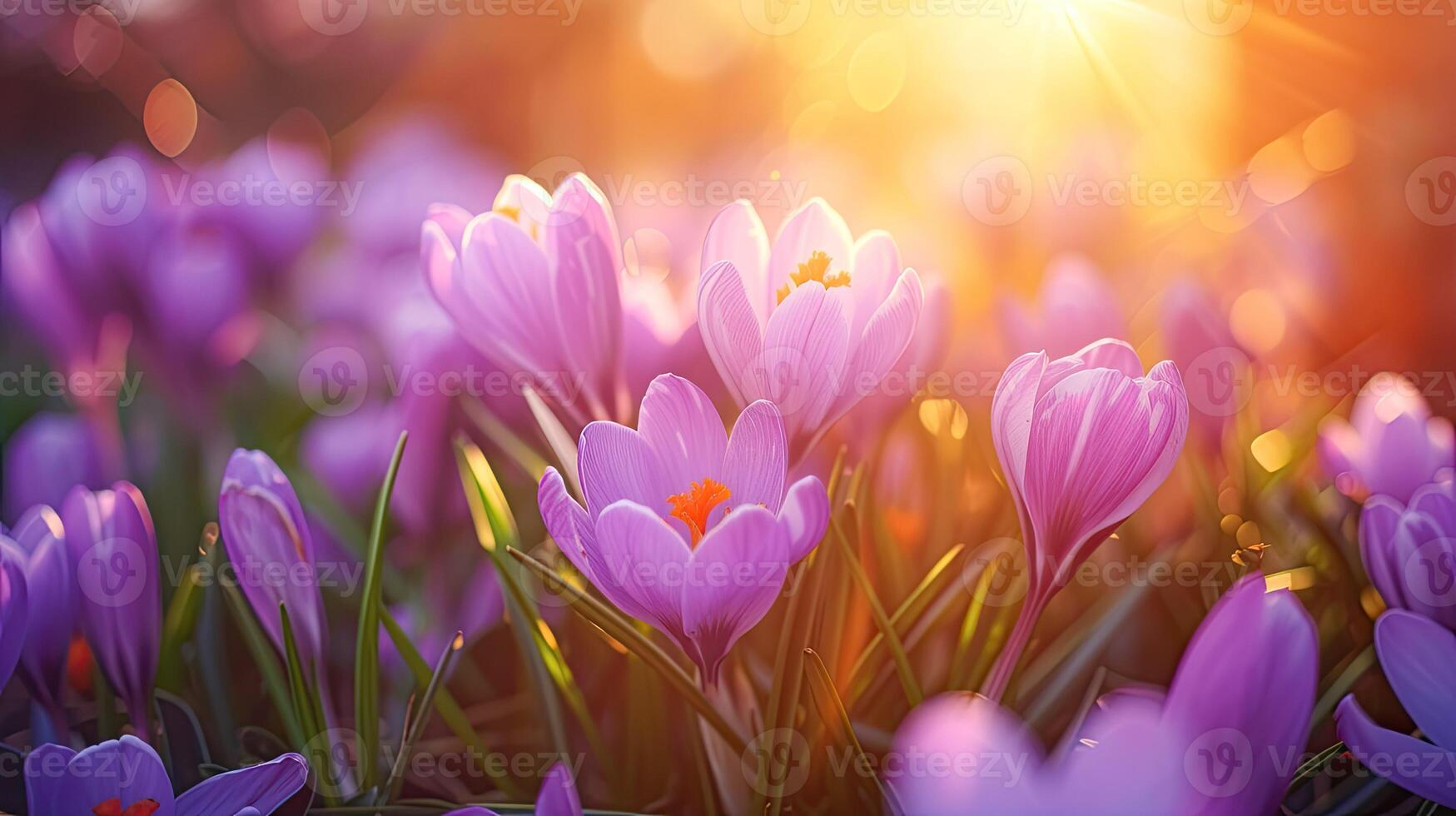 AI generated Spring flowers in sunny day in nature, blooming crocuses,Colorful natural spring background, AI generated photo